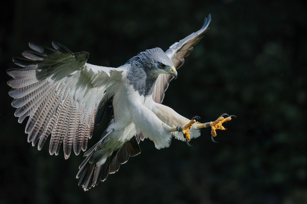 Wandbild - Eleganz im Flug: Der Greifvogel in Aktion | Das Bild zeigt einen majestätischen Greifvogel im Flug, seine weit ausgebreiteten Flügel und scharfen Krallen bereit für die Landung oder den Angriff. Die Details seines Gefieders sind beeindruckend, mit verschiedenen Schattierungen und Mustern, die im Sonnenlicht leuchten. Der Vogel fixiert sein Ziel mit intensiven Augen, die Entschlossenheit und Präzision ausstrahlen. Der dunkle Hintergrund hebt die Schönheit und Kraft des Greifvogels hervor und verleiht der Szene eine dramatische Note.