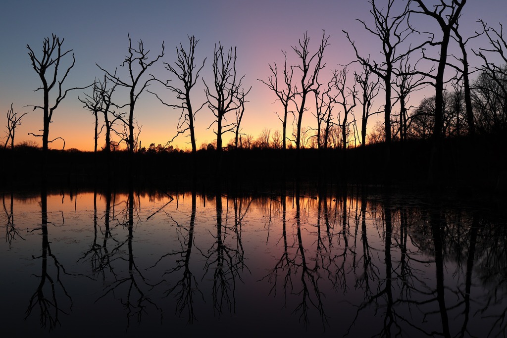 Wandbild - Stille Reflexionen: Sonnenuntergang über einem See | Das Bild fängt die friedliche Stimmung eines Sonnenuntergangs über einem stillen See ein, in dem kahle Bäume stehen. Die Silhouetten der Bäume zeichnen sich klar gegen den farbenfrohen Himmel ab, der von warmem Orange bis zu tiefem Blau reicht. Die perfekte Spiegelung der Bäume auf der glatten Wasseroberfläche verstärkt die symmetrische und ruhige Atmosphäre. Diese Szene strahlt eine zeitlose Schönheit und eine tiefe Ruhe aus, die die natürliche Landschaft in ihrer ganzen Pracht zeigt.