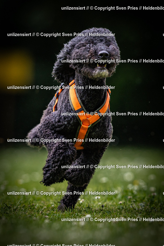 Sven Pries | 2025-05-29 - Pudelrennen KA-Durlach - Realisiert mit Pictrs.com