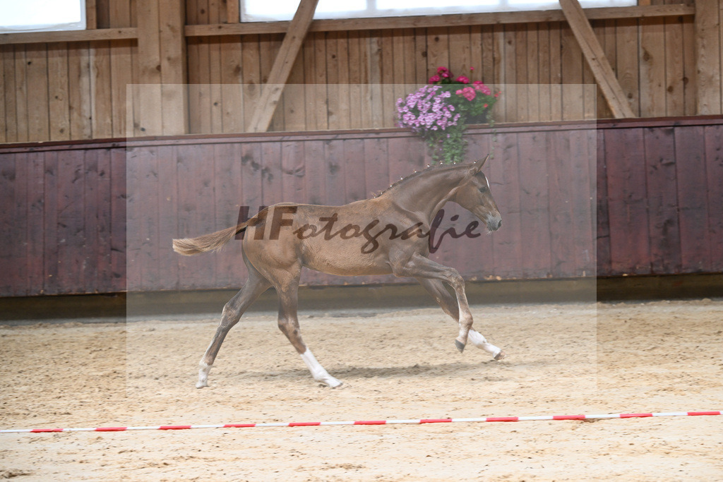 Kat-Nr. 20 SF DSP Floricello_Fischer_26230159 | hf-fotografie - Realizzato con Pictrs.com