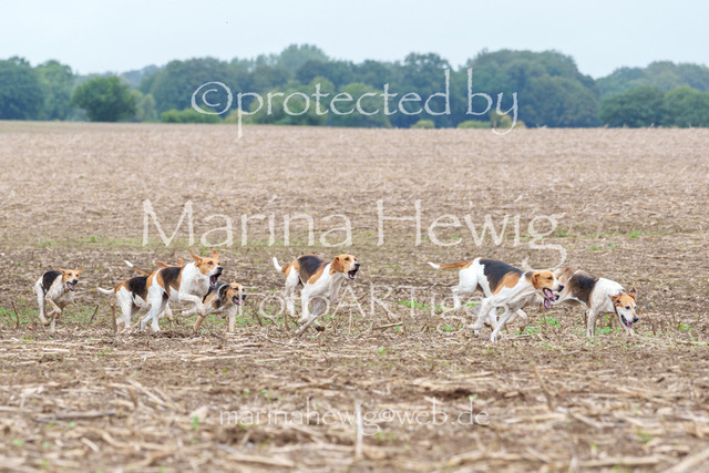 Jagd Perdoel 26 Sony-03261_MarinaHewig | Fotografie, FotoArt, PferdesportArt, Pferdesportfotografie, Landschaftsfotografie, Reisefotografie, Reise, Pferde - Realisiert mit Pictrs.com