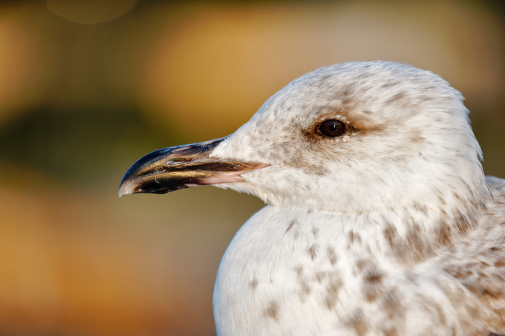 Moewe im Abendlicht | Oslo, Norwegen - July 12, 2011: Urlaubsreise in Norwegen; Moewe im Abendlicht - Realisiert mit Pictrs.com