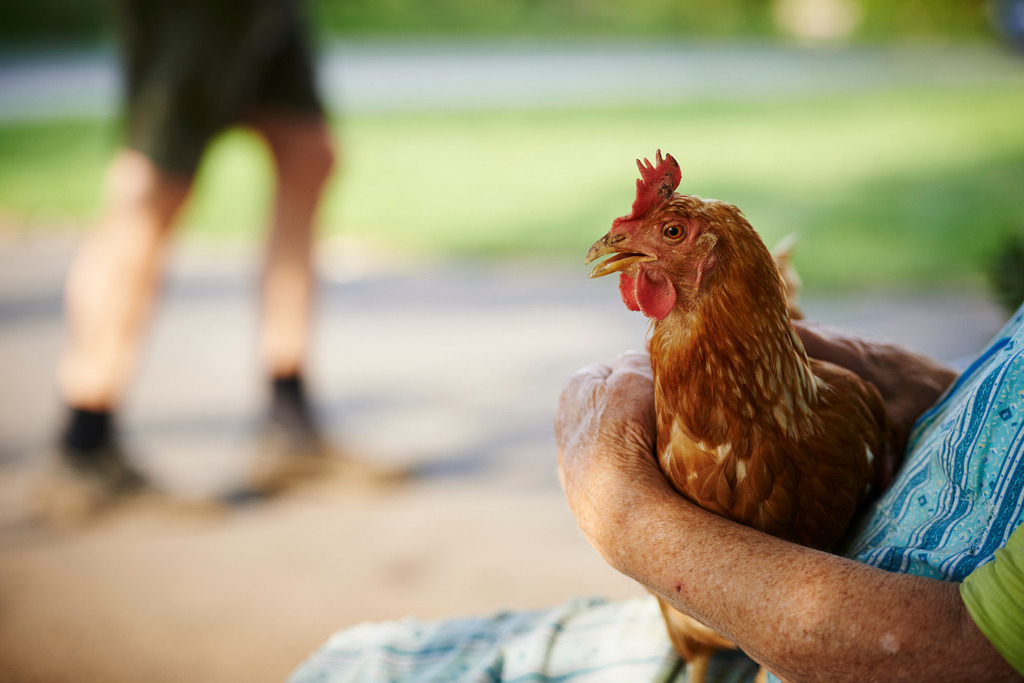 Ältere Frau mit Huhn in der Hand | Rohrbrunn, Austria - July 21, 2015: Ältere Frau sitzt auf einer Holzbank und hält ihr Lieblingshuhn. - Realisiert mit Pictrs.com