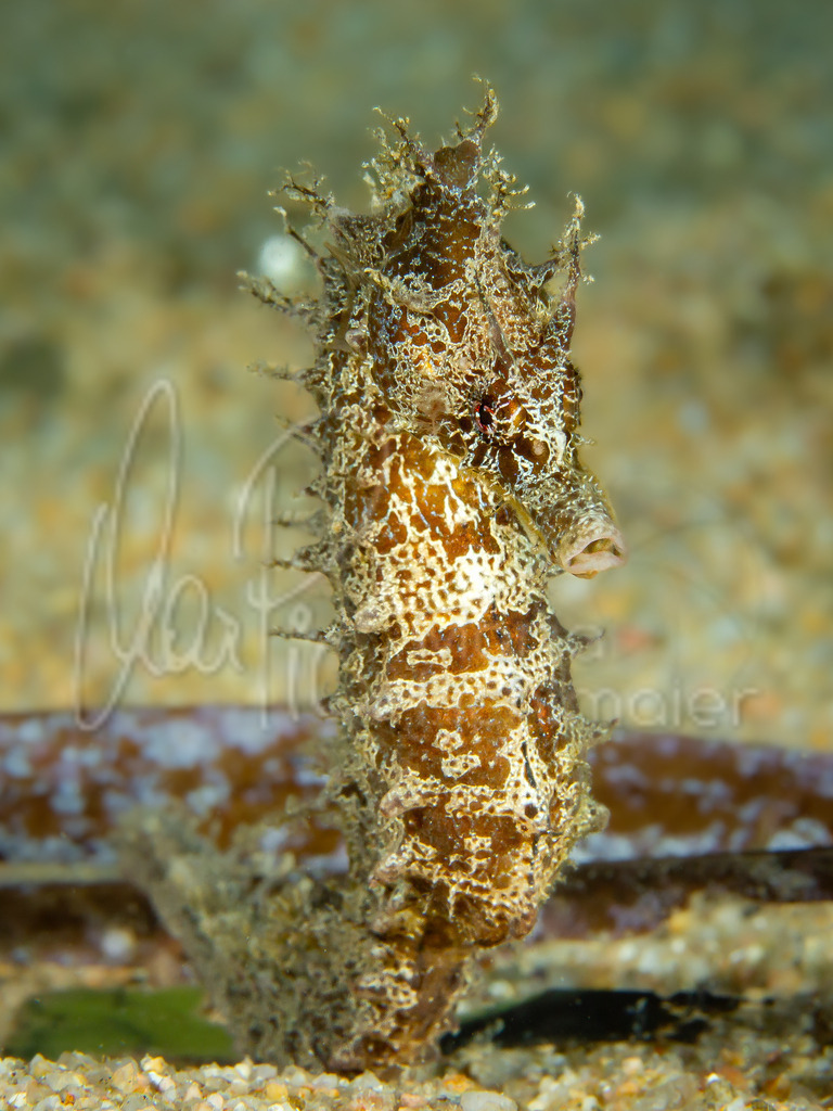 Hippocampus guttulatus | "Angel" Seepferdchen / Seahorse / Caballito de mar / Hippocampe - Realisiert mit Pictrs.com