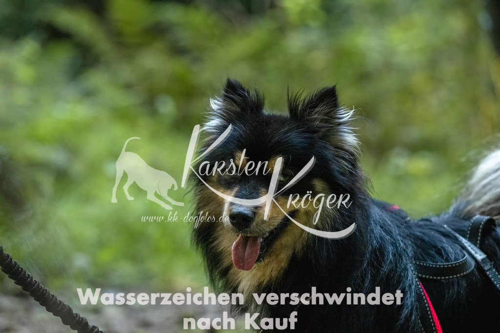 0947_ZZ91927-Bearbeitet | kk-dogfotos