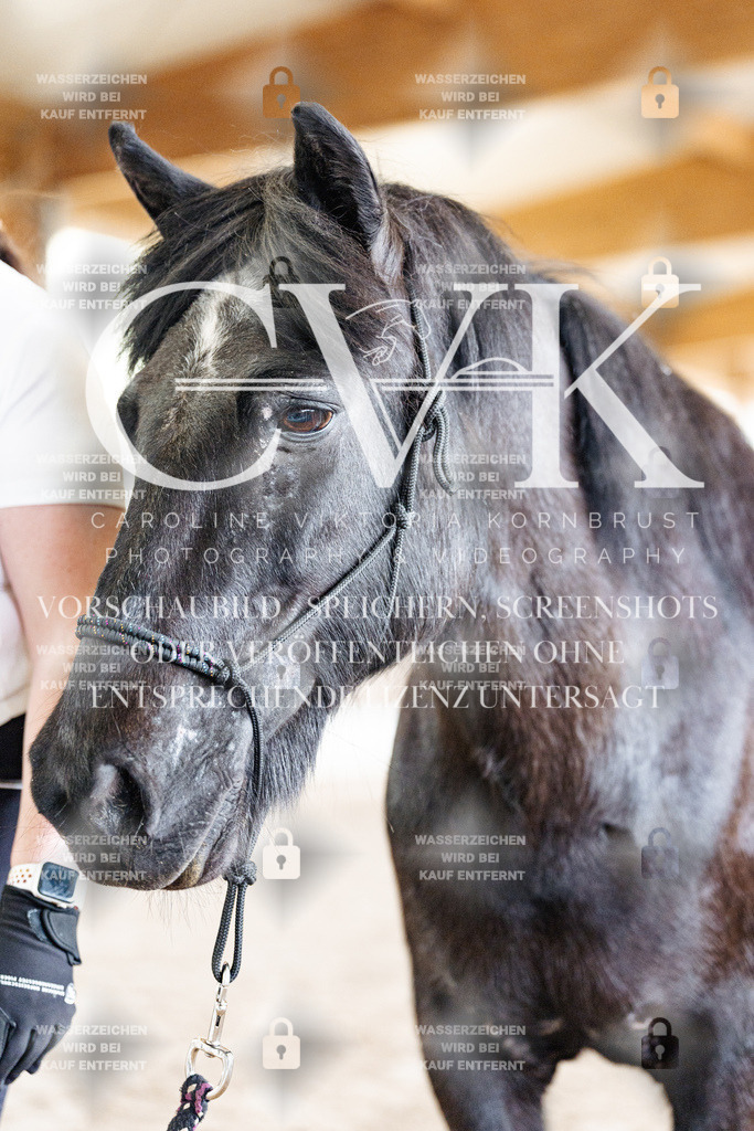 CK907966 | Turnierfotografie Pferdefotografie Trier Rheinland-Pfalz Pferdesport Reitsport Tierfotografie Sportfotografie Pferdevideo Pferdevideografie Equestrianvideography equestrianphotography  - Realisiert mit Pictrs.com