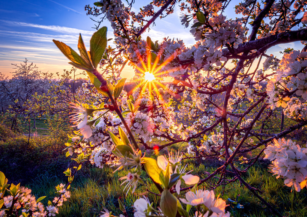 MPI_Blüten_0031 | Kirschblüte bei Appenweier - Realisiert mit Pictrs.com