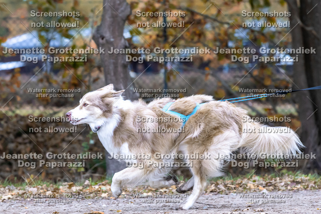 Dog Paparazzi - SD CaniX Championship 2025-659 | Dog Paparazzi Jeanette Grottendiek Fotografie & Videografie - Realisiert mit Pictrs.com