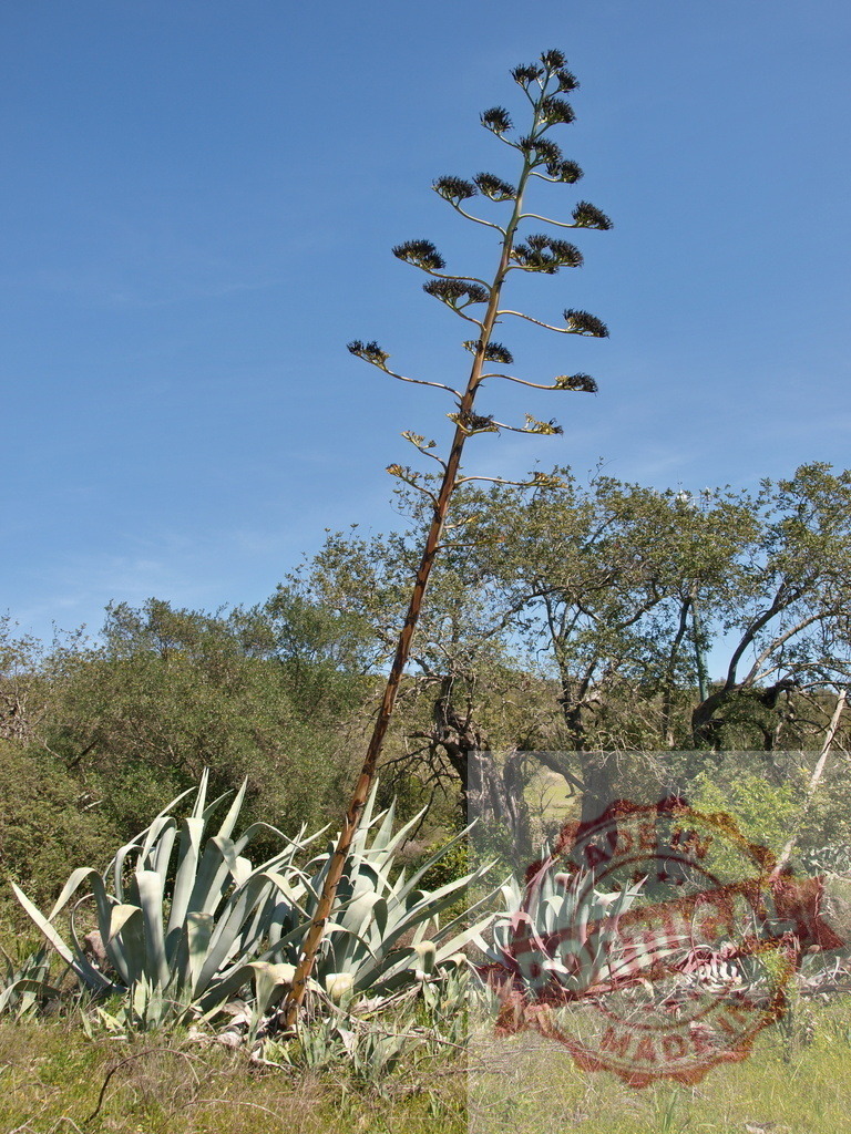 Agave americana inflorescence standing tall against blue sky | Agave americana developing a tall flower spike reaching towards a clear blue sky - Realisiert mit Pictrs.com