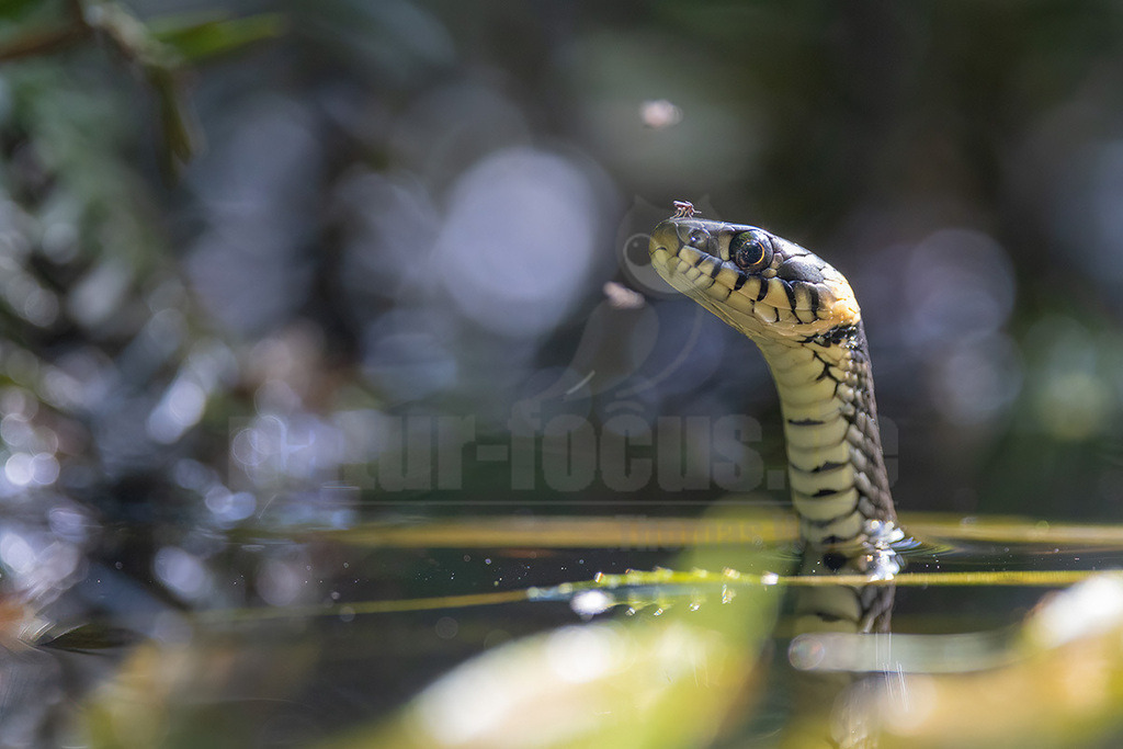 R6NF7488_20240609-2 | Die Ringelnatter ist eine Schlangenart aus der Familie der Nattern. Sie ist mit mehreren Unterarten in großen Teilen Europas und Asiens verbreitet. Die Art lebt meist in der Nähe von Gewässern und ernährt sich überwiegend von Amphibien.  - Realisiert mit Pictrs.com