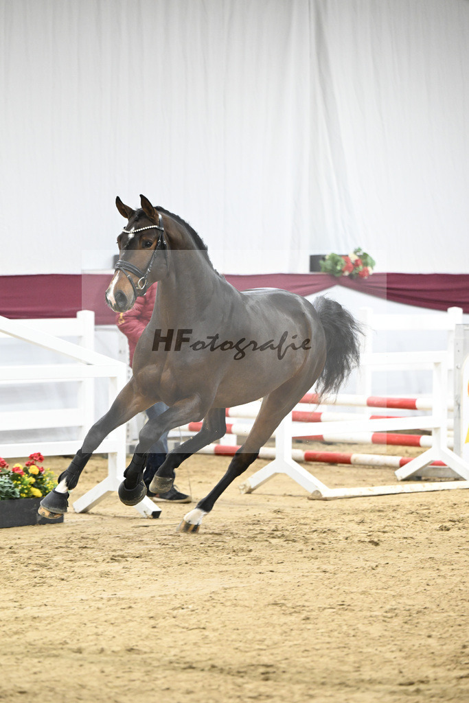 Kat-Nr. 94 Conthalou x Stalypso_Matthias Schlamminger GmbH_47253065 | hf-fotografie - Realisiert mit Pictrs.com