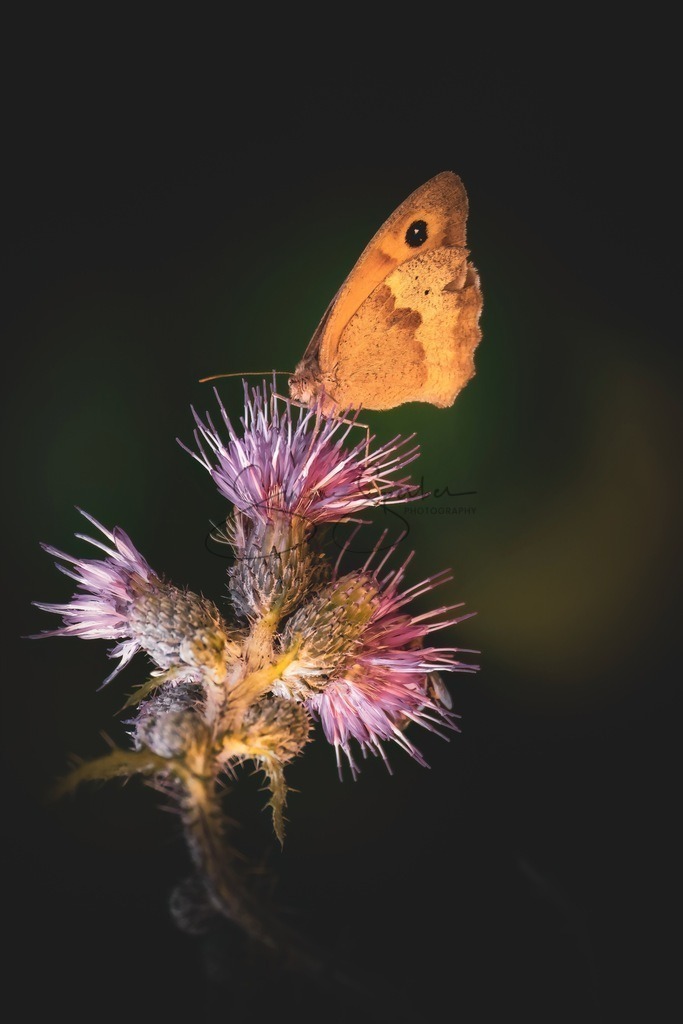 Großes Ochsenauge auf Ackerkratz Distel | Simone Sperber, svb-photography,Fotografin,Bilddesignerin,Naturfotografie,Macrofotografie,Tierfotografie,Wildtierfotografie,Ausstellungen,Auftragsfotografie,Kunst,Art,Photographer,Shootings,Bildberatbeitung,Galerie,Shop