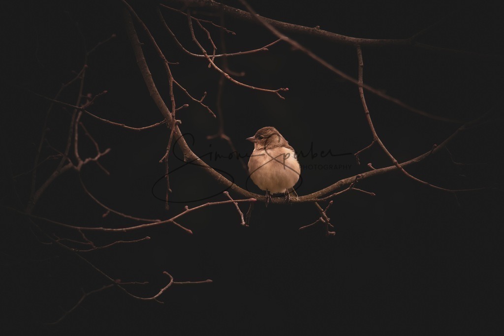 Buchfink  | Simone Sperber, svb-photography,Fotografin,Bilddesignerin,Naturfotografie,Macrofotografie,Tierfotografie,Wildtierfotografie,Ausstellungen,Auftragsfotografie,Kunst,Art,Photographer,Shootings,Bildberatbeitung,Galerie,Shop