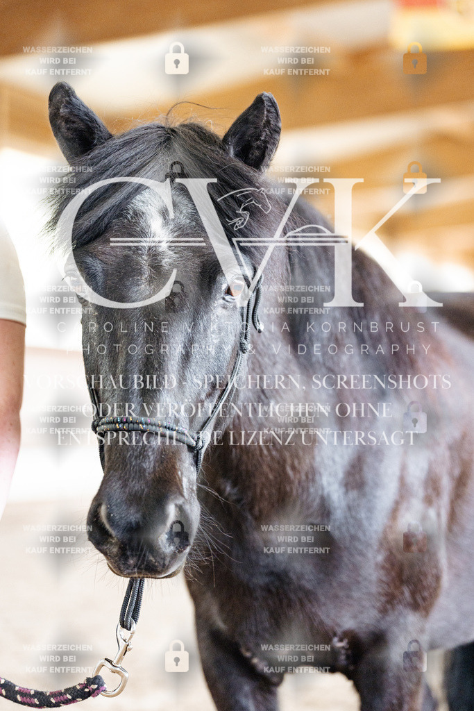 CK907971 | Turnierfotografie Pferdefotografie Trier Rheinland-Pfalz Pferdesport Reitsport Tierfotografie Sportfotografie Pferdevideo Pferdevideografie Equestrianvideography equestrianphotography  - Realisiert mit Pictrs.com