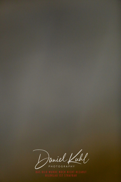 IMG_1184 | Turniersportfotografie; Pferdefotografie; Dressurfotografie