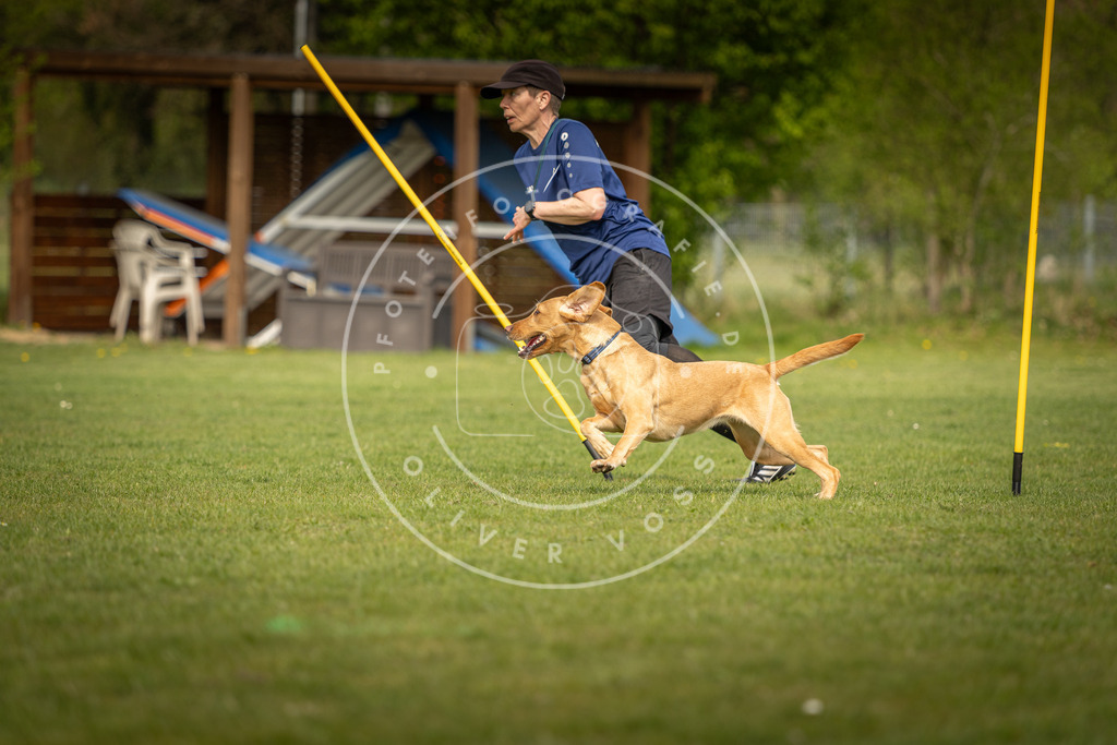 Pfotenfotografie_DV3A5670 | Hundefotografie, Tierfotograf, Pfotenfotografie, Fotoshooting Hund, Hunde Portrait, Hundesport, Hundeportraits, Heideshooting, Hunde, Sportfotograf, Hundefotograf, Turnierhundsport, THS,  - Realisiert mit Pictrs.com