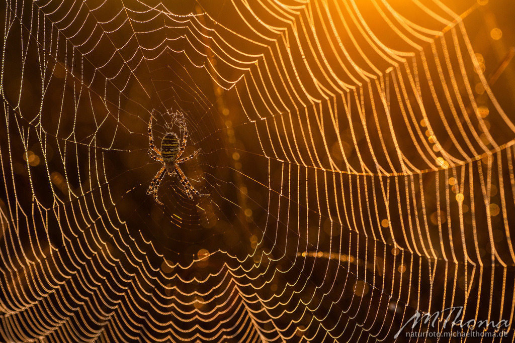 Wespenspinne in ihrem taubedeckten Netz | Dies ist der Online-Shop von naturfoto.michaelthoma.de. Ich bin leidenschaftlicher Naturfotograf und fotografiere von der Andromedagalaxie bis zum Zwergtaucher, von der Ameise bis zum Orionnebel alles was mit Natur zu tun hat. Hier kann eine Auswahl meine - Realisiert mit Pictrs.com