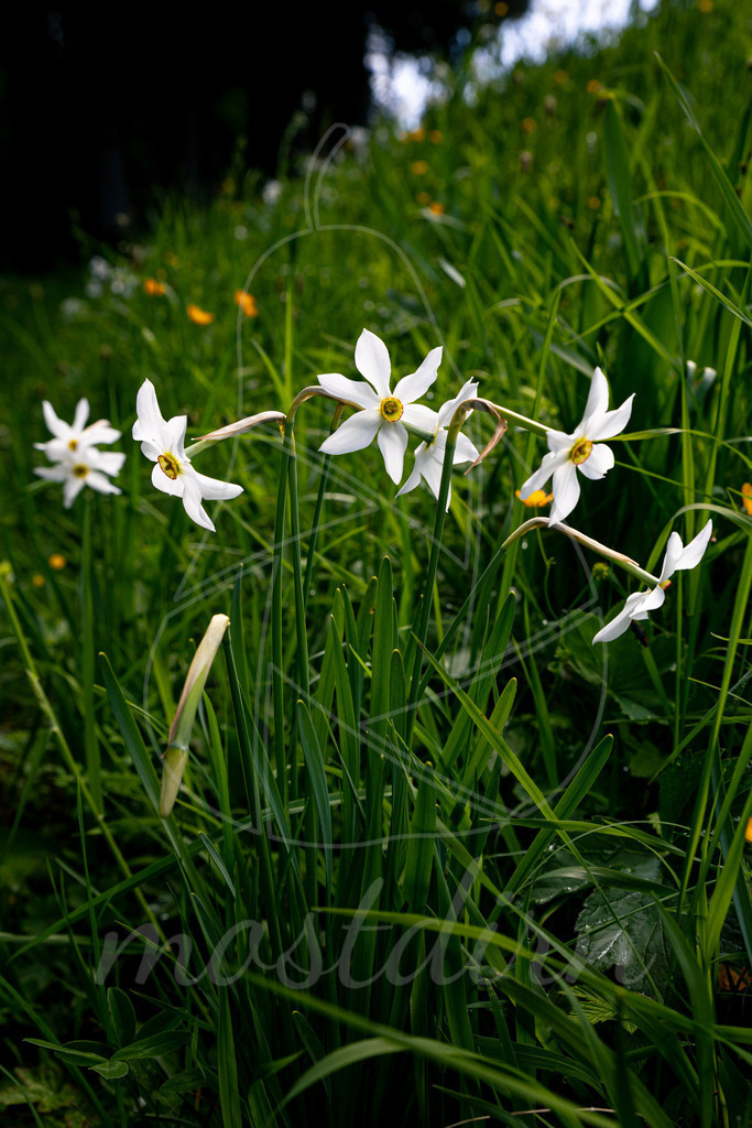 Narzissenblüte Lunz am See | Bei Veröffentlichung des Bildes ist eine Namensnennung wie folgt erforderlich: 
Foto: Mostdirn Irmgard Wieser
 - Realisiert mit Pictrs.com