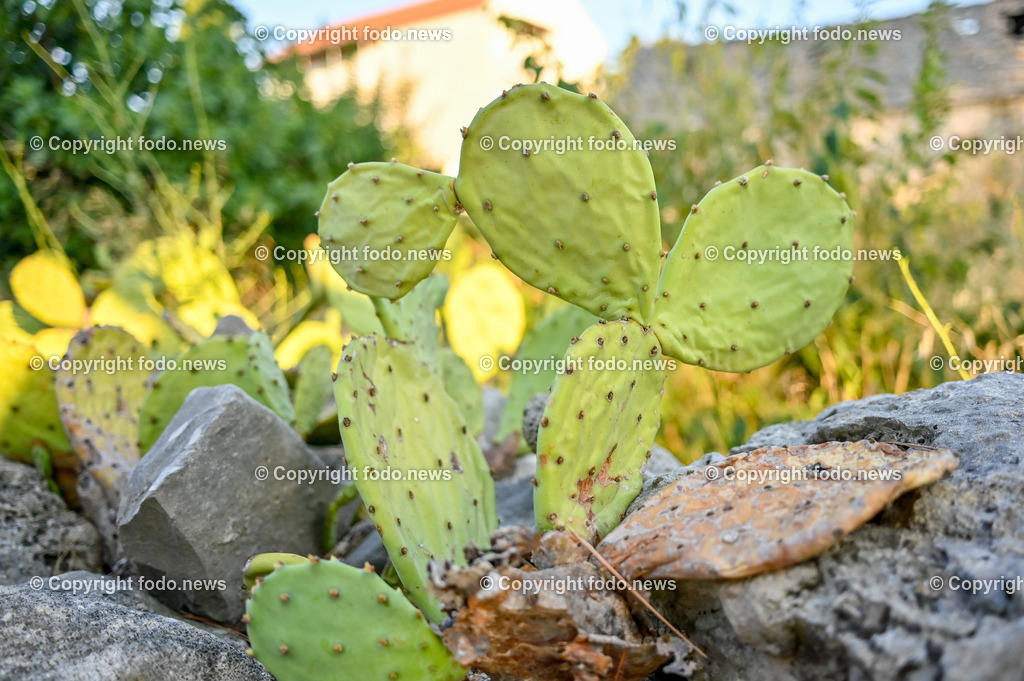Kroatien_ Sutivan_ Brac_ 04.08.2023-47 | 03.08.2023, Kroatien, HRV, Brač, Insel in Dalmatien, Sutivan im Bild Kaktus, Kakteen