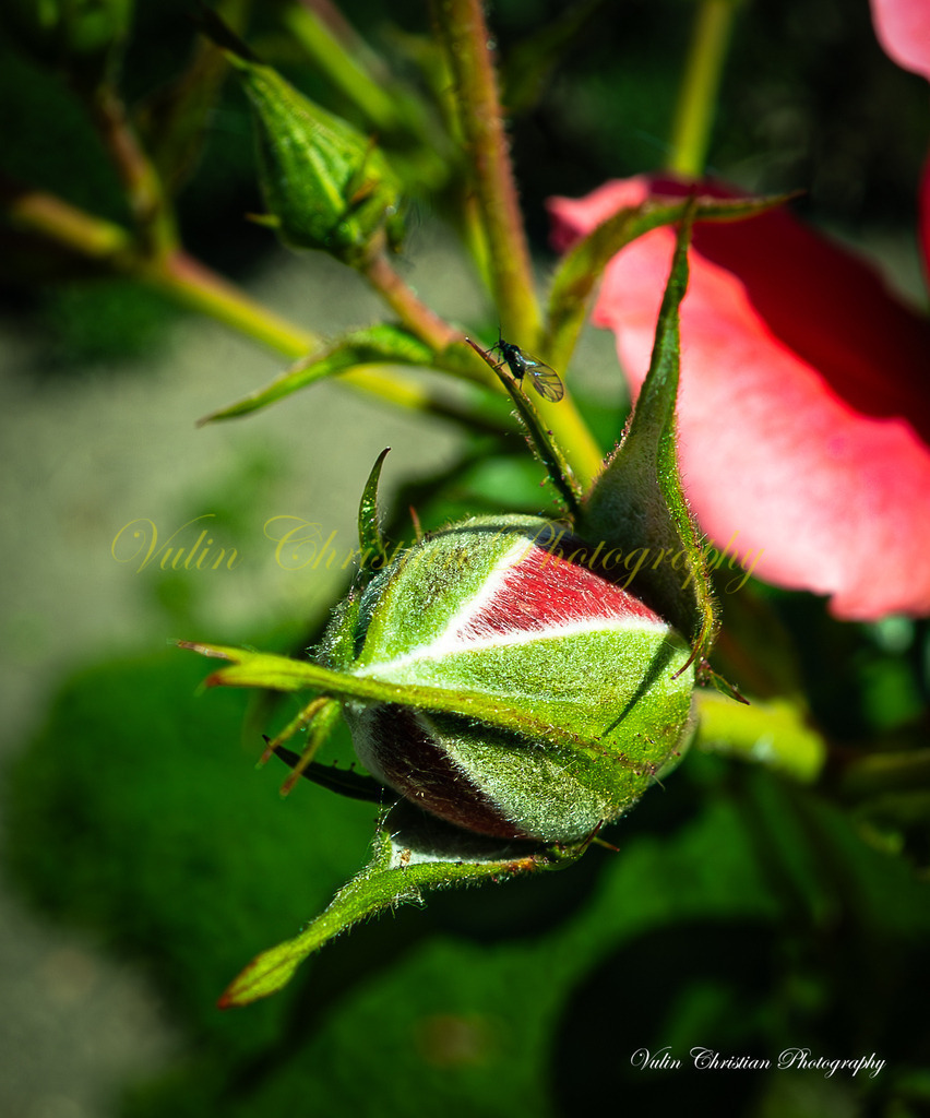 DR 8 | Christian Vulin  - Realisiert mit Pictrs.com