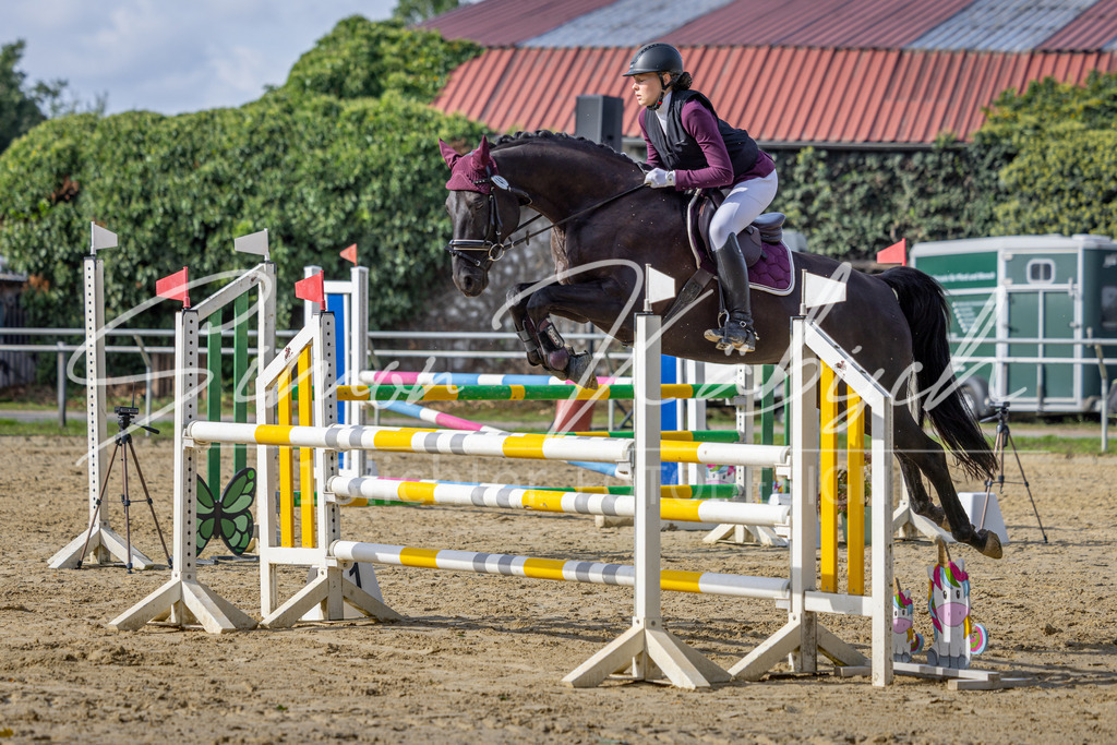 20260905-_3LI7284 | Tierfotografie Pferde, Hunde, Katzen, Haustiere.
Turnierfotografie Reitturniere, Reiten, Springreiten, Dressur in Hanau, dem Main-Kinzig-Kreis und dem Rhein-Main- Gebiet um Frankfurt