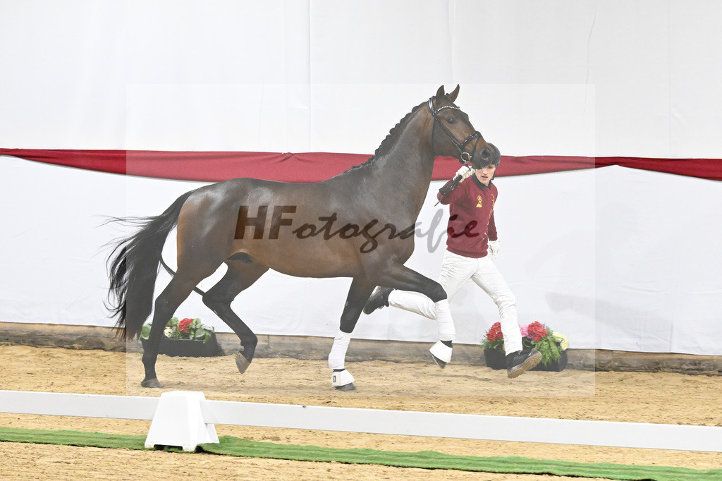 Kat-Nr. 4 v. Glamourdale_Limbecker_63220058 | hf-fotografie - Realizzato con Pictrs.com