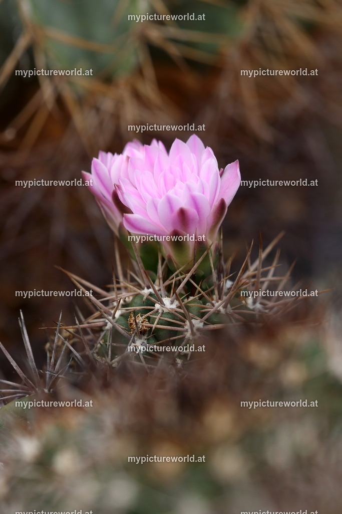 Gymnocalycium monvillei-001 | Das Bilderarchiv über Tiere, Planzen und Landschaften. In der Bilddatenbank finden Sie ein große Auswahl an hochwertigen Bilder für Ihre Werbung - Realisiert mit Pictrs.com