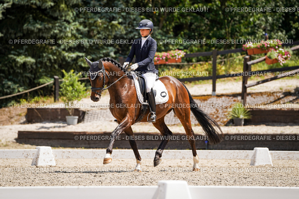 DSC01391 | Pferdegrafie