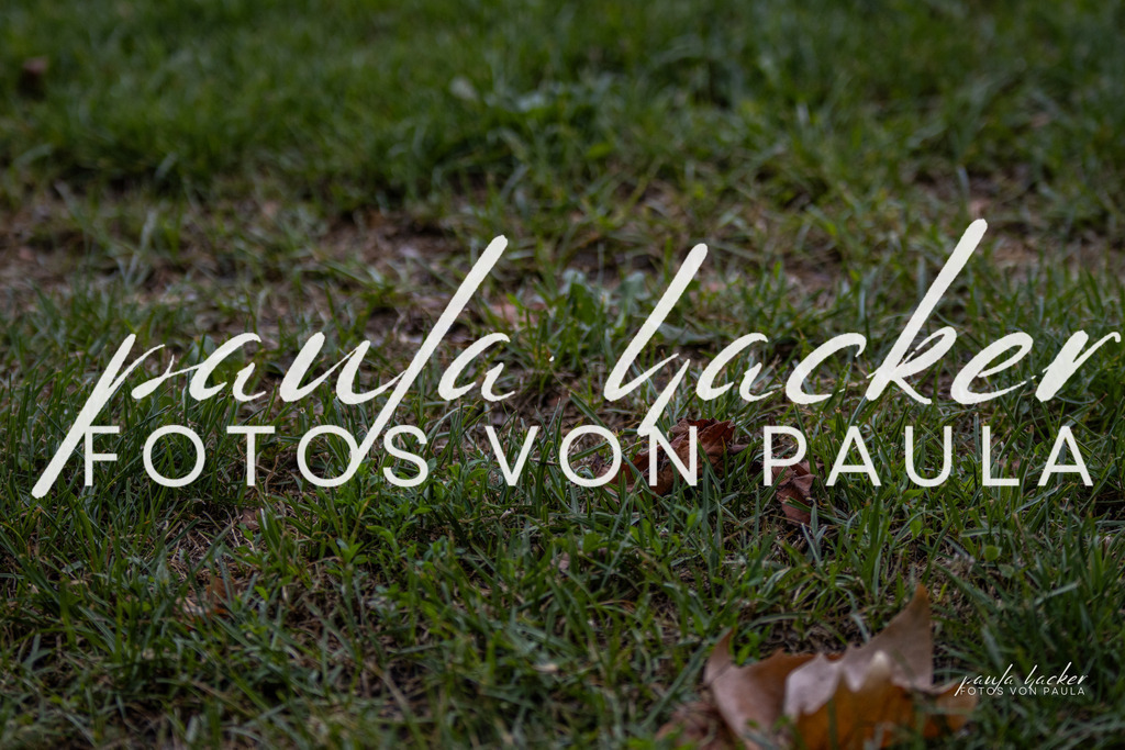 IMG_7269 | Erleben Sie dynamische Sport- und emotionale Tierfotografie in Süddeutschland mit Fotos von Paula. Spezialisiert auf Pferde- und Hundefotografie sowie Sportevents. Kontaktieren Sie mich für einzigartige und ausdrucksstarke Bilder Ihrer besonderen Momente.