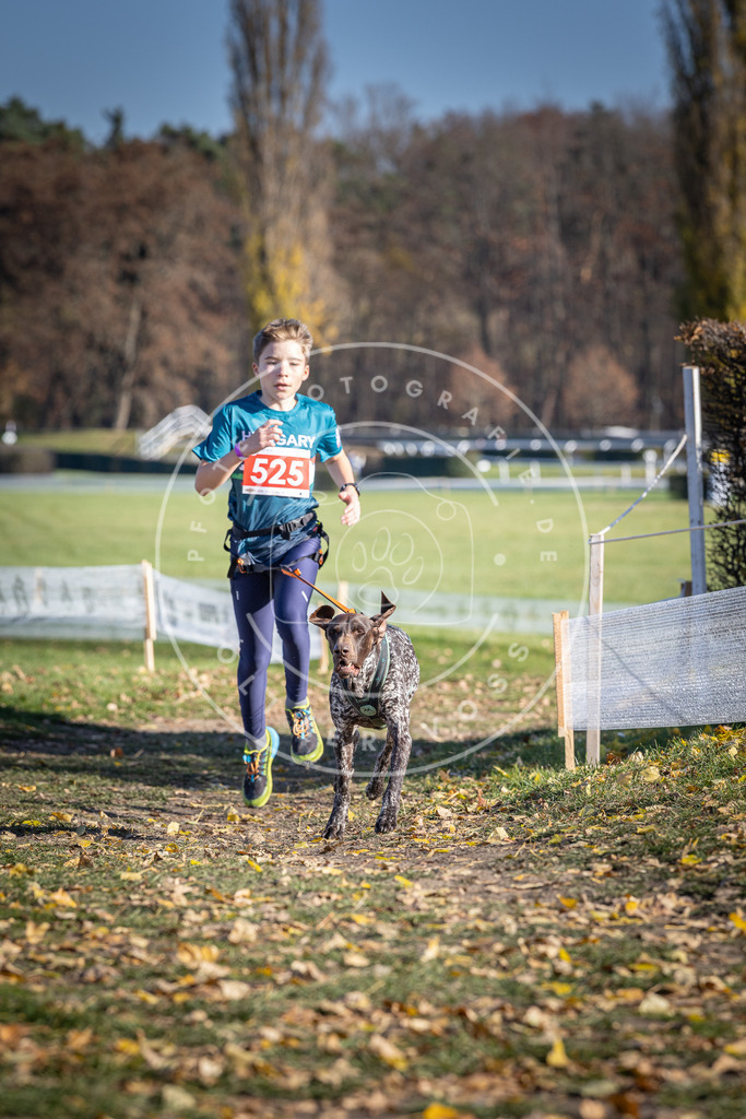 CaniXpix_DV3A8167 | Hundefotografie, Tierfotograf, Pfotenfotografie, Fotoshooting Hund, Hunde Portrait, Hundesport, Hundeportraits, Heideshooting, Hunde, Sportfotograf, Hundefotograf, Turnierhundsport, THS,  - Realisiert mit Pictrs.com