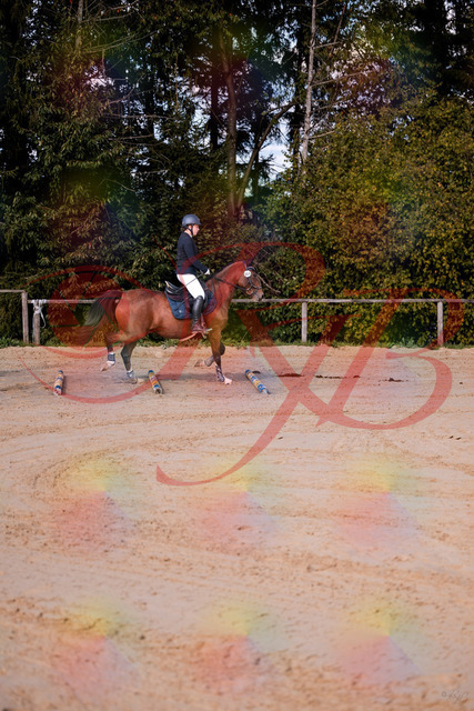 2026_10_03_Siefer-Hof_145627_Z81_37485825 | Professionelle Reitsport-, Turnier- und Eventfotografie von Robert Broda. Galerien mit ausgewählten und bearbeiteten Bildern direkt online ansehen und bestellen.