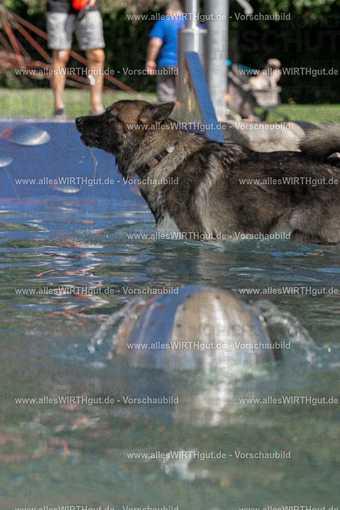 Hundeschwimmen_Volksbad_2026-allesWIRTHgut_Tierfotografie-2609061304-FAY06658 | Professionelle Tierfotografie in Mönchengladbach von Daniel Wirth (allesWIRTHgut). Liebevolle & natürliche Bilder von Hunden & Katzen für unvergessliche Erinnerungen.