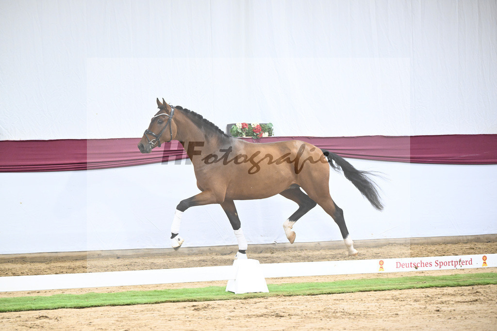 Kat-Nr. 116 Fusionist x Brentano II_Frederik Vekens_47253887 | hf-fotografie - Realisiert mit Pictrs.com