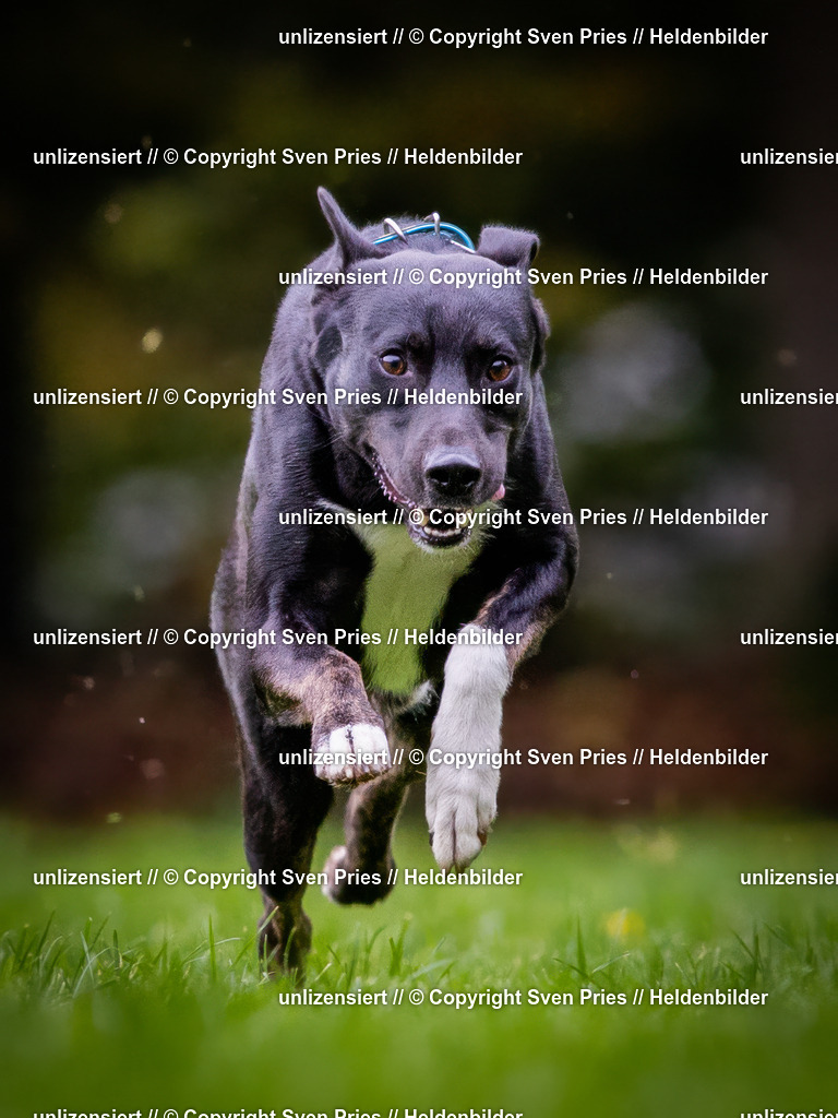 Sven Pries | 2024-10-19 - Hunderennen Ober-Grombach - Realisiert mit Pictrs.com