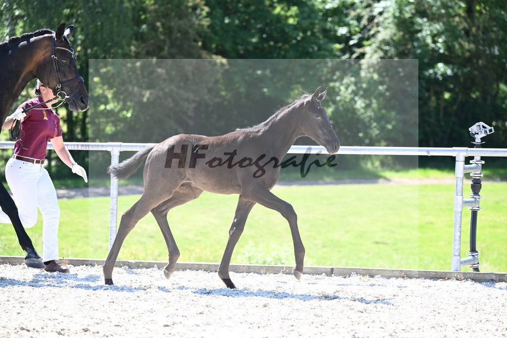 Kat-Nr. 8 HF Fuerst Zonik PS_Kratz_16230269 | hf-fotografie - Realisiert mit Pictrs.com