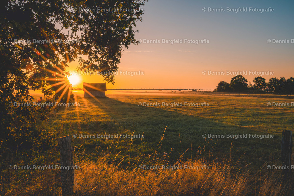 Sonnenstern im Recker Moor | Entdecken Sie Natur, Makro und Tierfotografie von Dennis Bergfeld.Besondere Momente und Details der Natur, hochwertig als Foto und Wandbild erhältlich. - Realisiert mit Pictrs.com