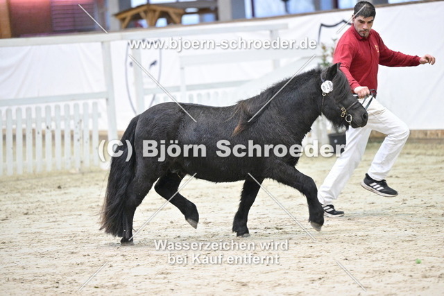 28_Indigo - Zack van het Kruuthuus_963_0687 | Björn Schroeder Pferdefotografie