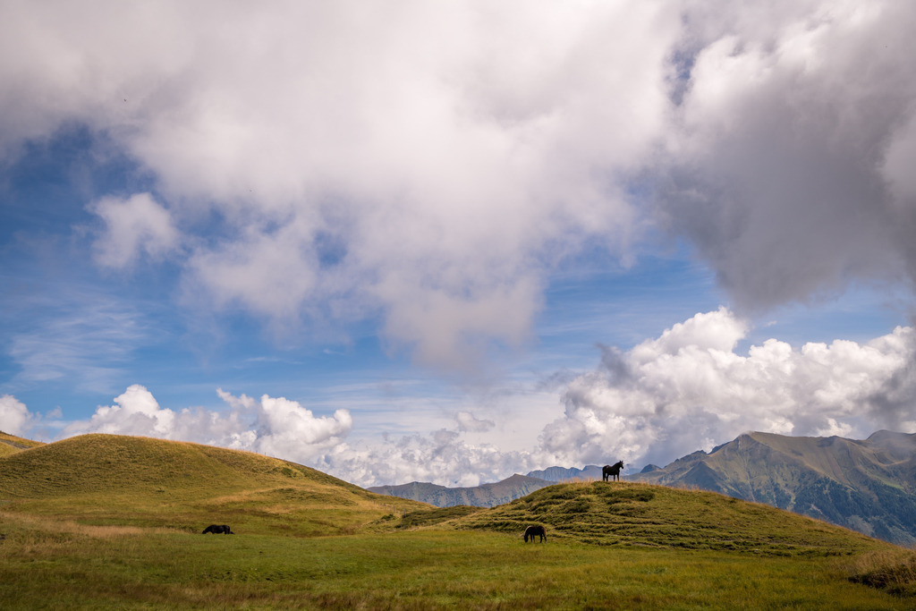 Pferde auf der Wiese | <div id="allefotografen-seal-verified-green"></div><script src="https://www.allefotografen.de/956728/seal-verified-green/seal.js" async="async"></script> - Realisiert mit Pictrs.com