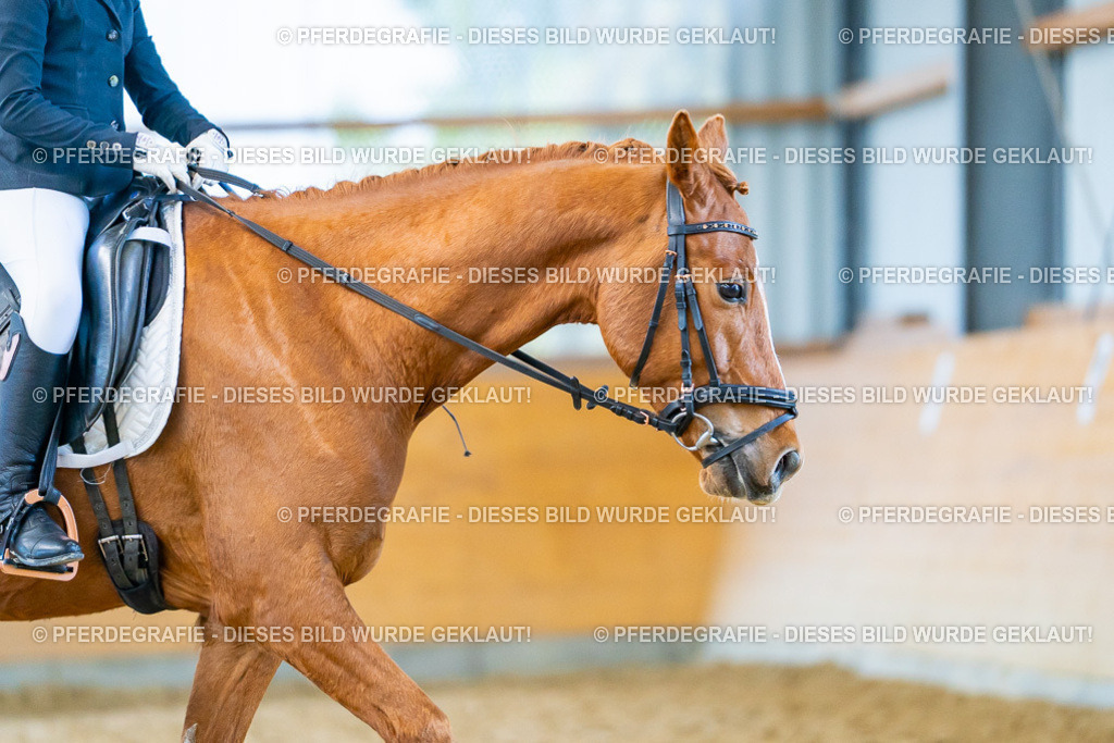 DSC08418 | Pferdegrafie