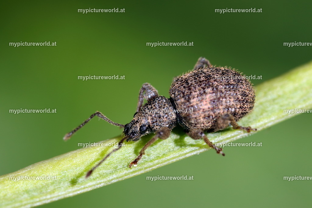 Otiorhynchus crataegi-001 | Das Bilderarchiv über Tiere, Planzen und Landschaften. In der Bilddatenbank finden Sie ein große Auswahl an hochwertigen Bilder für Ihre Werbung - Realisiert mit Pictrs.com