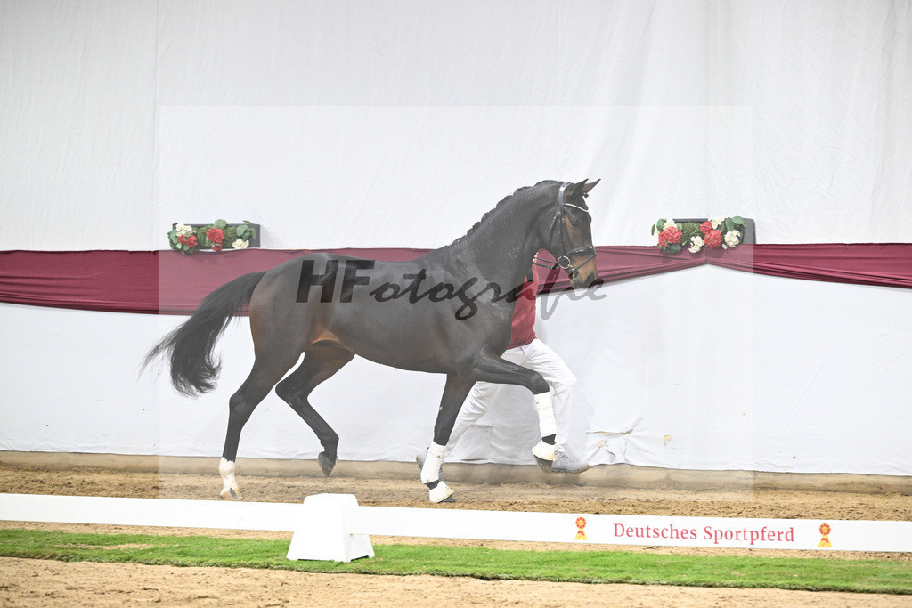 Kat-Nr. 128 Vitalis x De Kooning_Stall Buchenhof_47254261 | hf-fotografie - Realisiert mit Pictrs.com