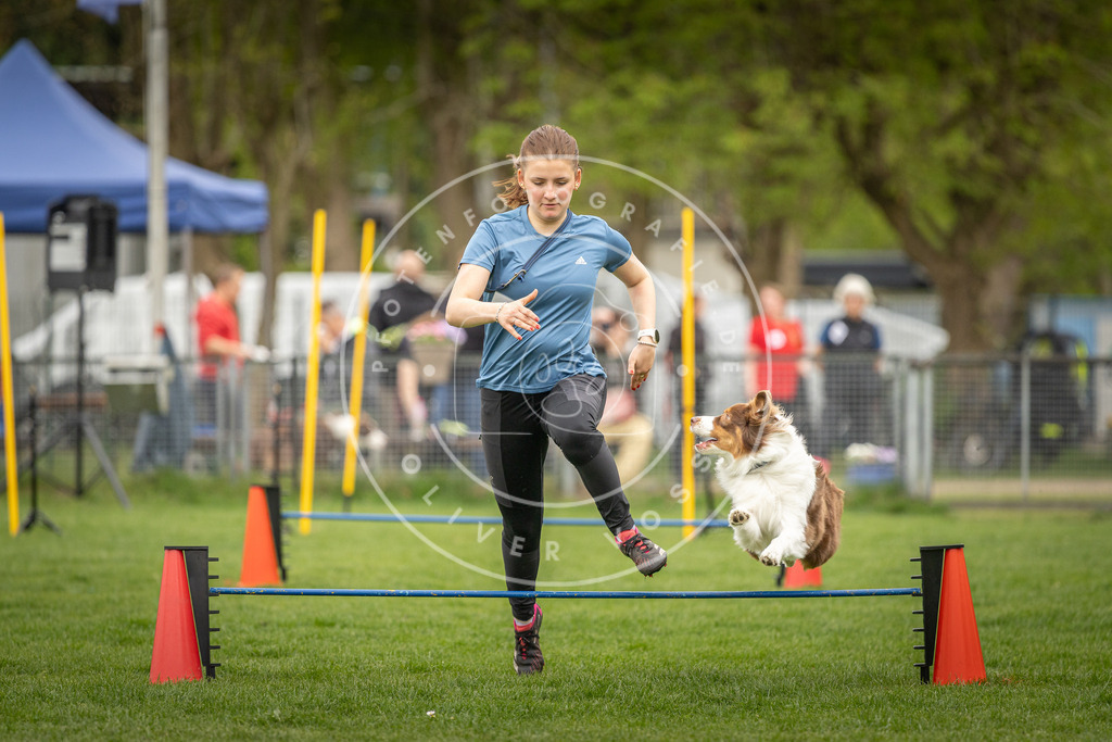 Pfotenfotografie_DV3A0895 | Hundefotografie, Tierfotograf, Pfotenfotografie, Fotoshooting Hund, Hunde Portrait, Hundesport, Hundeportraits, Heideshooting, Hunde, Sportfotograf, Hundefotograf, Turnierhundsport, THS,  - Realisiert mit Pictrs.com