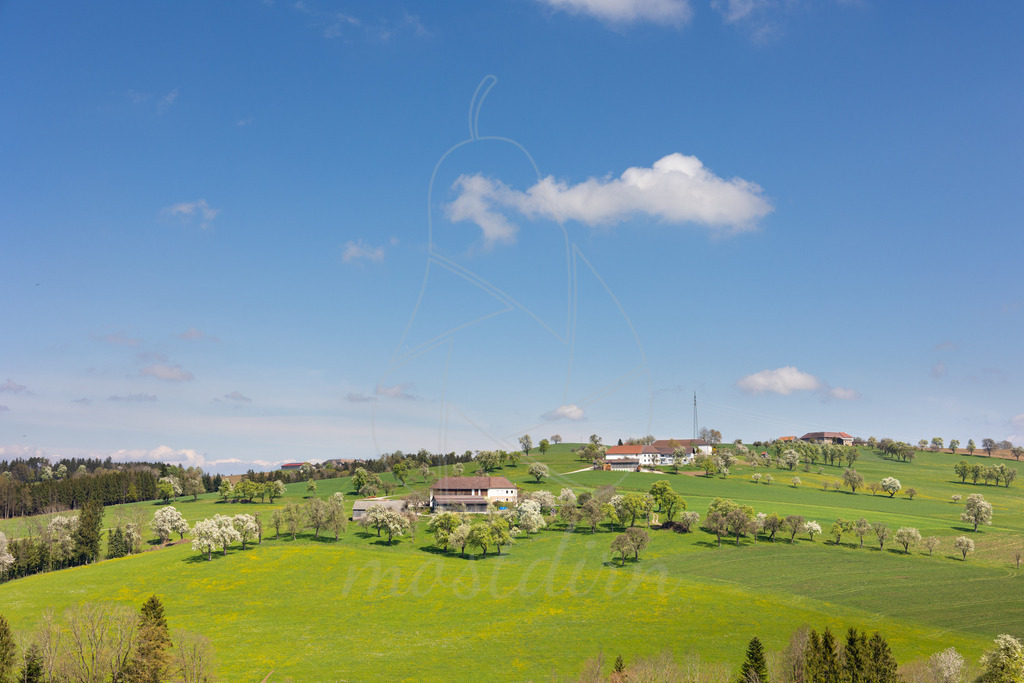 Birnbaum Panorama Mostviertel | Bei Veröffentlichung des Bildes ist eine Namensnennung wie folgt erforderlich: 
Foto: Mostdirn Irmgard Wieser - Realisiert mit Pictrs.com