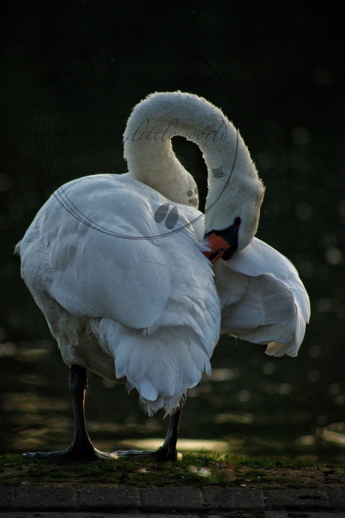 IMG_6609-01 | only.this.little.world - Realisiert mit Pictrs.com