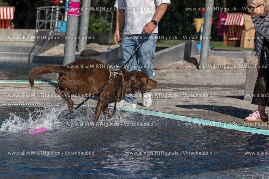Hundeschwimmen_Volksbad_2026-allesWIRTHgut_Tierfotografie-2609061054-FAY06024 | Professionelle Tierfotografie in Mönchengladbach von Daniel Wirth (allesWIRTHgut). Liebevolle & natürliche Bilder von Hunden & Katzen für unvergessliche Erinnerungen.