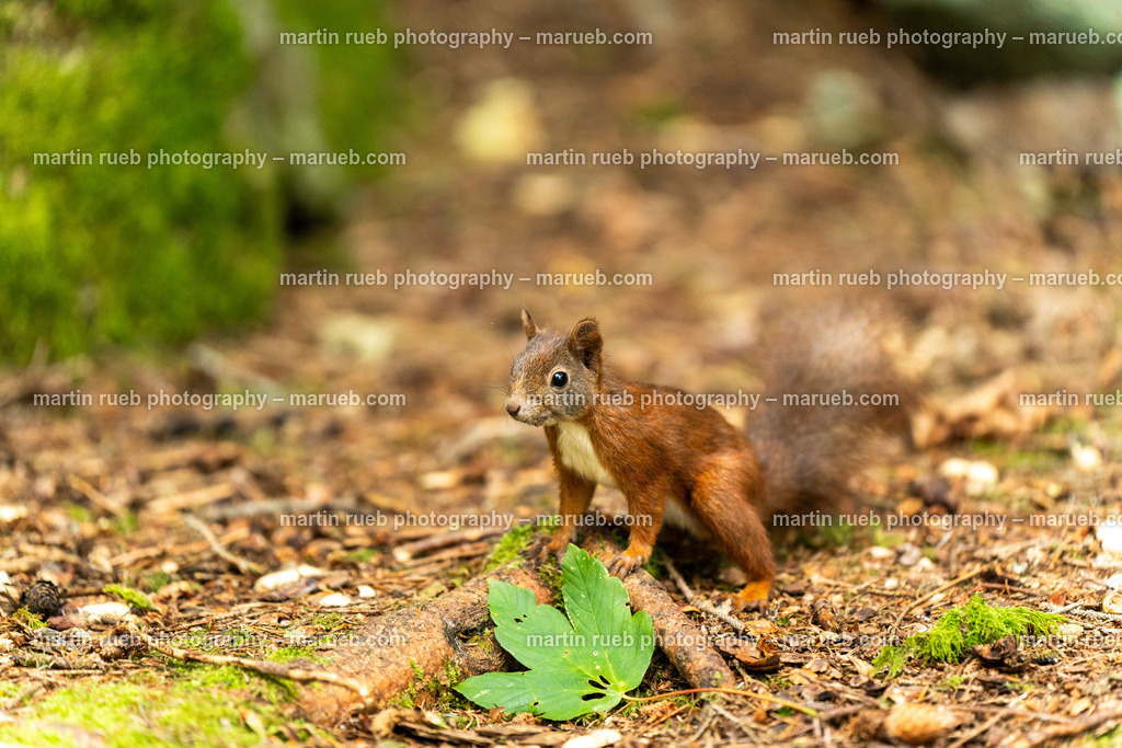 No leafs behind (horizontal) | Squirrel in it's natural habitat - Realisiert mit Pictrs.com