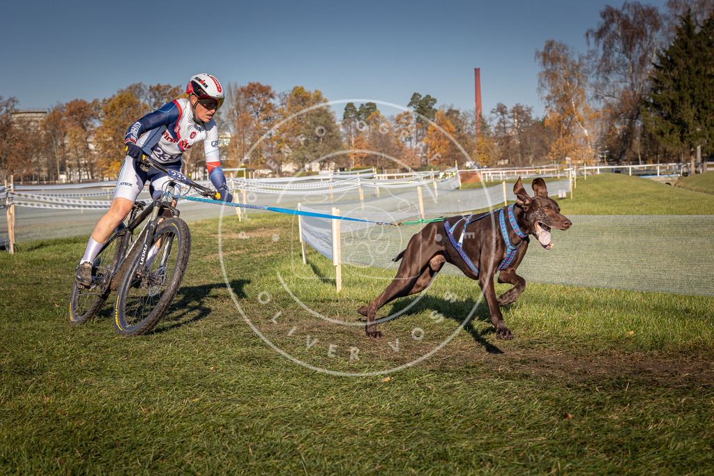 CaniXpix_0L8A4763 | Hundefotografie, Tierfotograf, Pfotenfotografie, Fotoshooting Hund, Hunde Portrait, Hundesport, Hundeportraits, Heideshooting, Hunde, Sportfotograf, Hundefotograf, Turnierhundsport, THS,  - Realisiert mit Pictrs.com