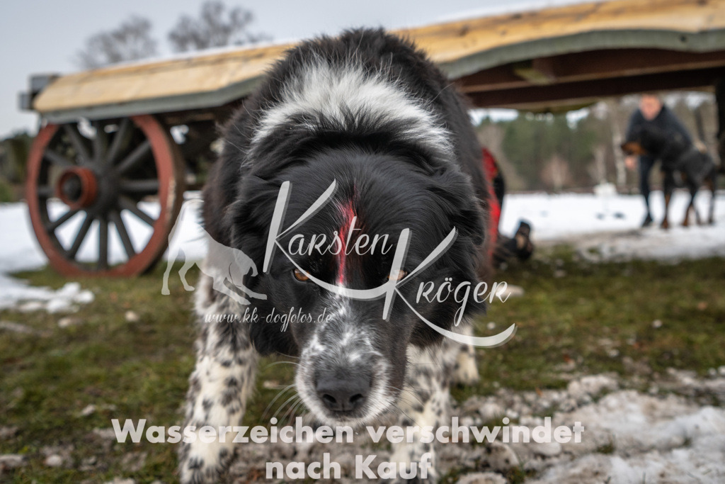 0939_ZZ91180 | kk-dogfotos