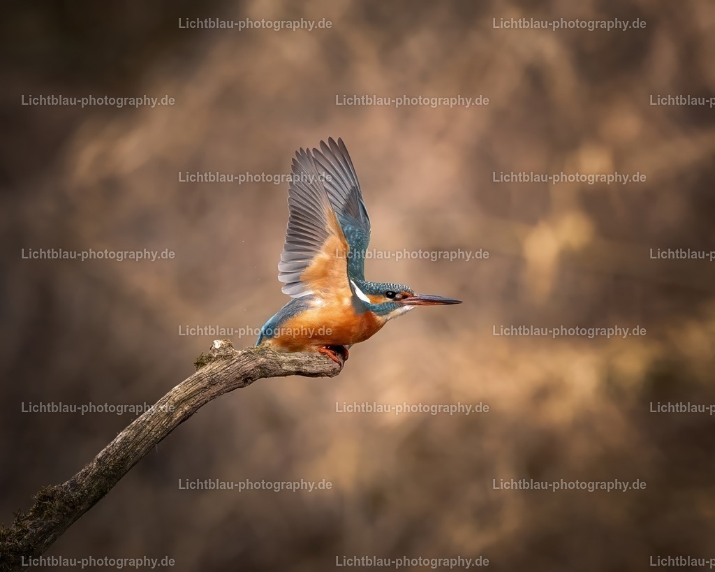 Eisvogel-27 | Hans-Bernd Lichtblau Photography. Finden Sie wunderschöne Fotografien aus Landschaft und Natur.  - Realisiert mit Pictrs.com