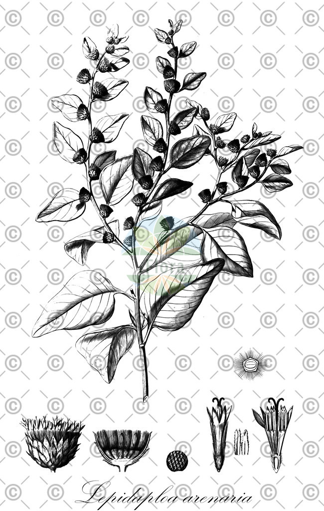 HistAbb_wfo-0000018638_1_ENZY_Simple | Historische Abbildung von Lepidaploa arenaria - Asteraceae | Historical Illustration of Lepidaploa arenaria - Asteraceae